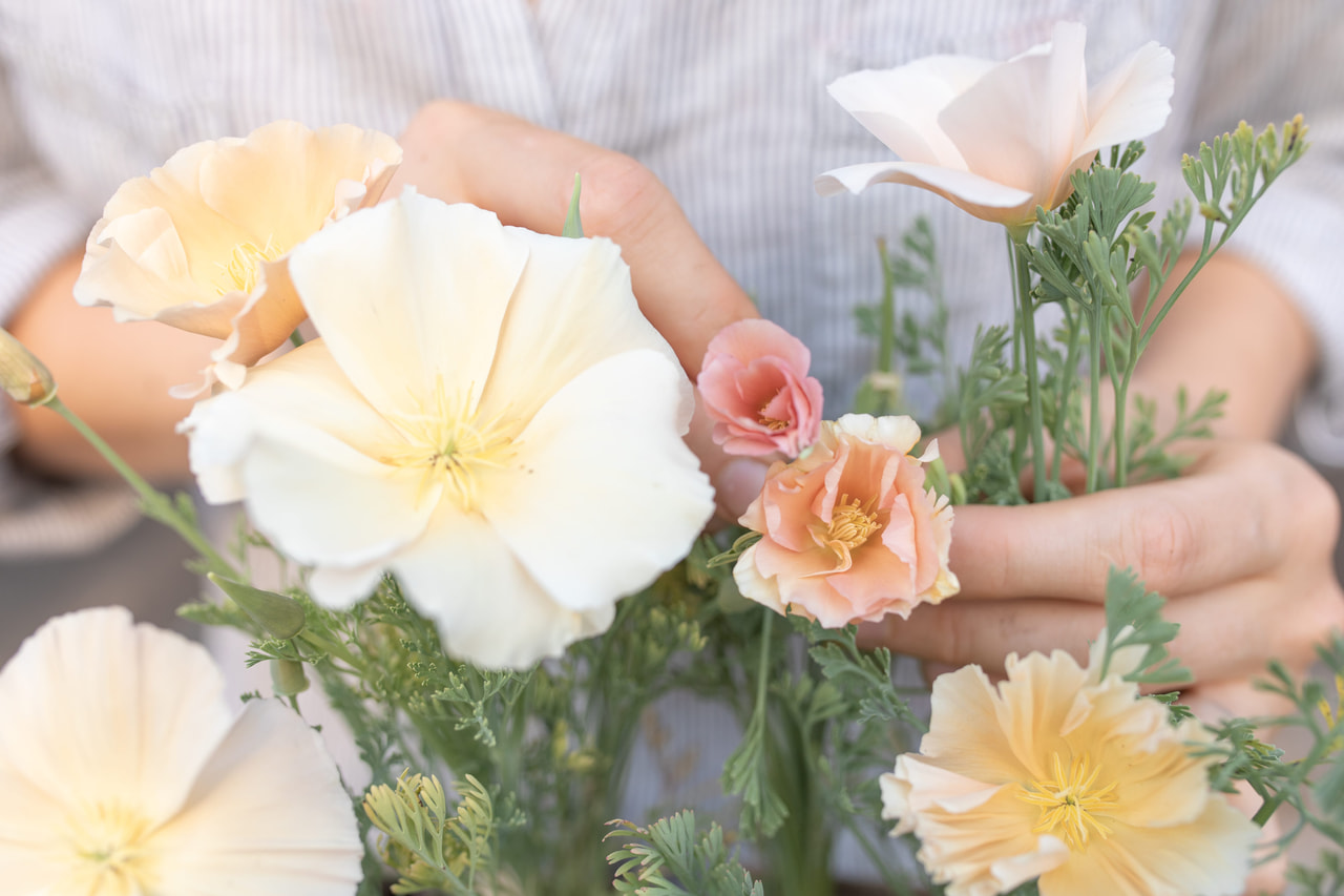 Amapola de California Pink Champagne, Loukykvět