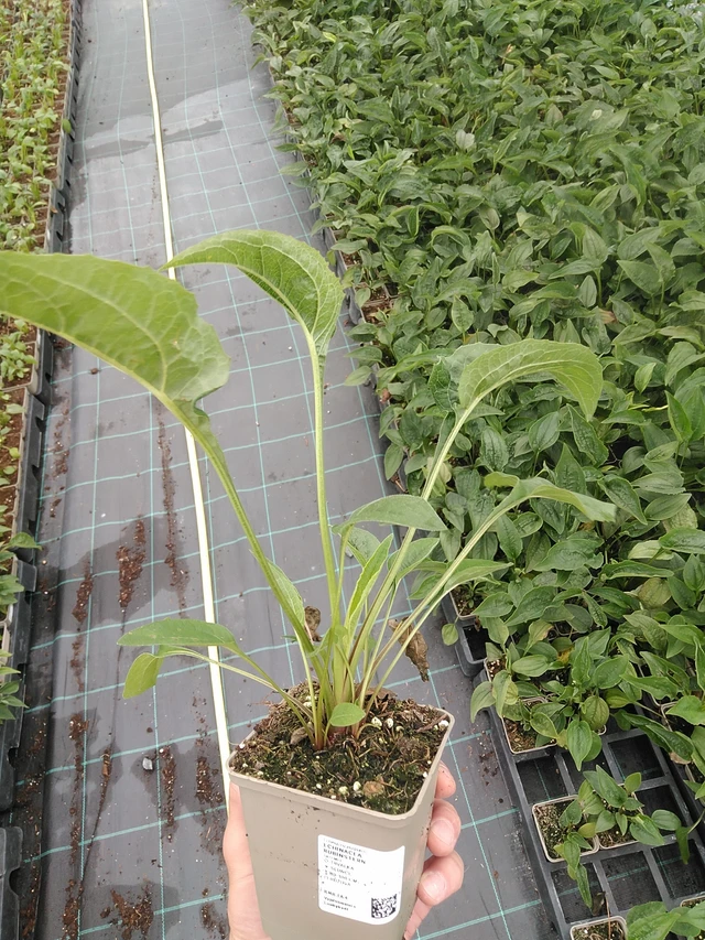 Punahattu Rubinstern - 7. 7. 2025