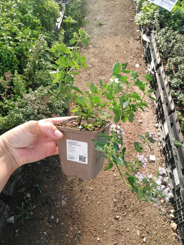 Oregano Herrenhausen - 19. 8. 2025