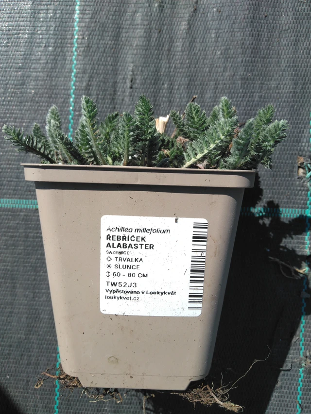 Siankärsämö Alabaster - 3. 4. 2025