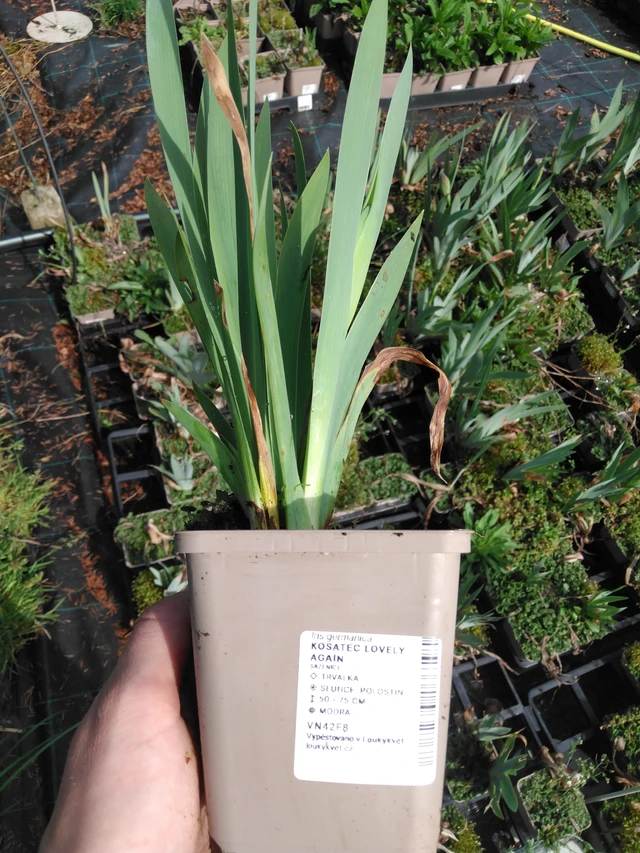 Kurjenmiekka Lovely Again - 2024