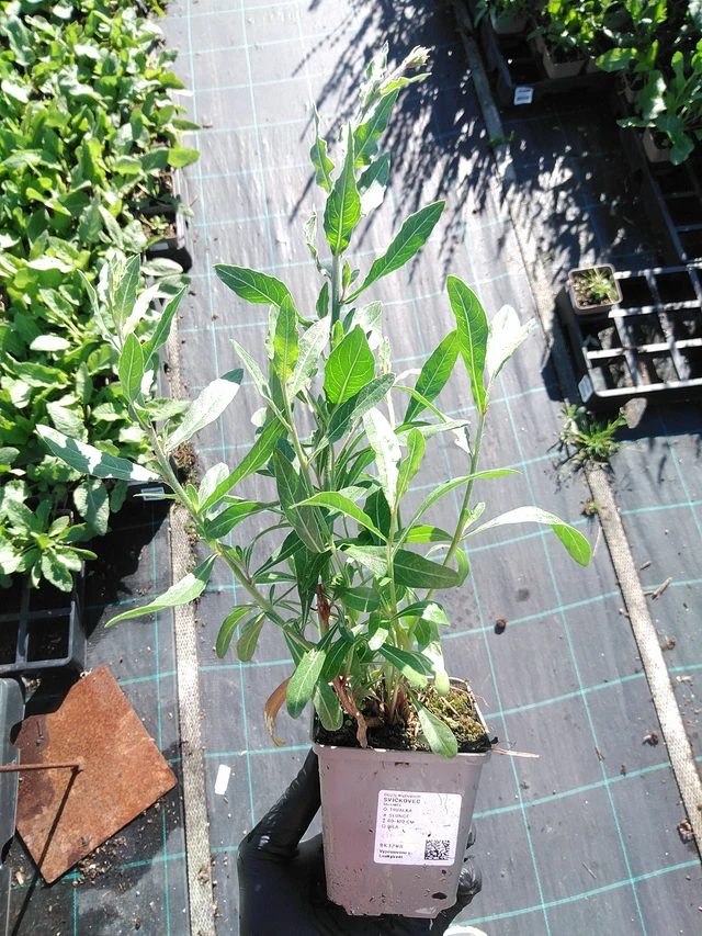 Kesäkynttilä - 19. 8. 2025