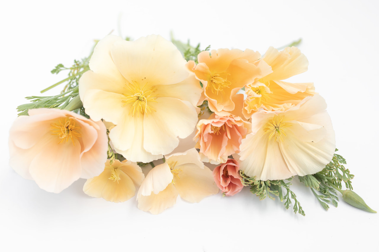 Amapola de California Pink Champagne, Loukykvět