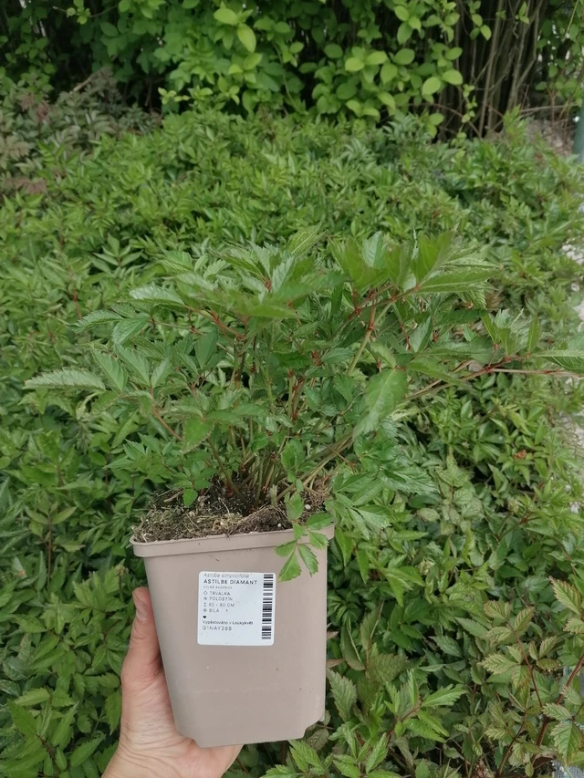 Jaloangervo Diamant - 2024