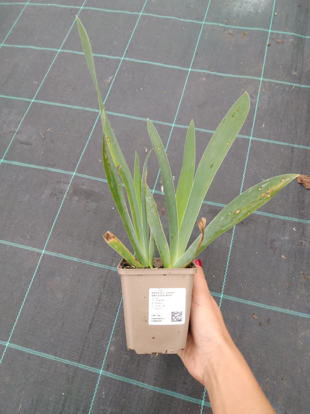 Kurjenmiekka Sharp Dressed Man - 10. 9. 2025