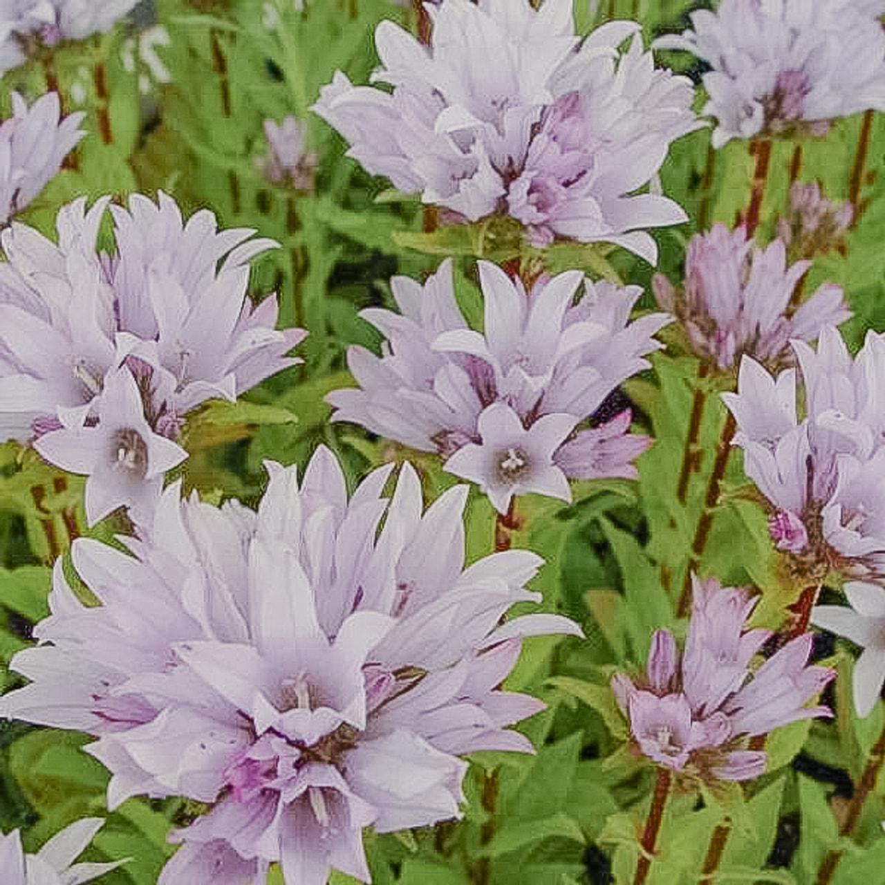 Peurankello Emerald, Loukykvět