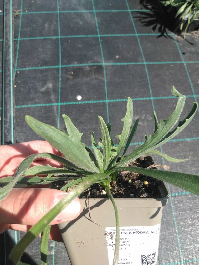 Siniharmaakello Alba - 24. 6. 2025