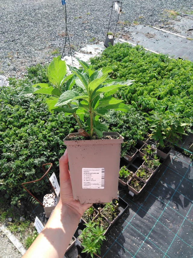 Punalatva Atropurpureum - 2024