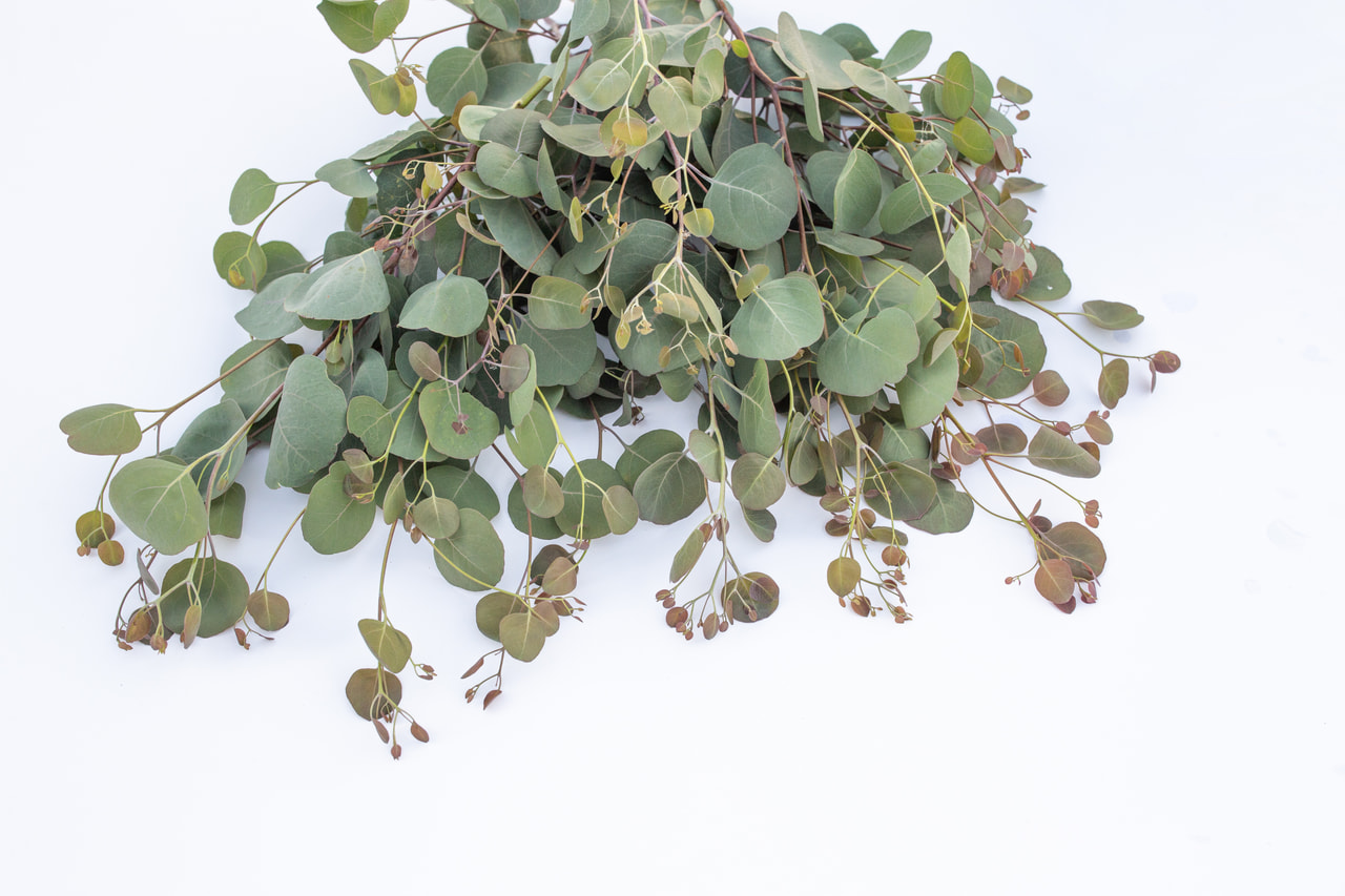 Eucalyptus Polyanthemos, Loukykvět