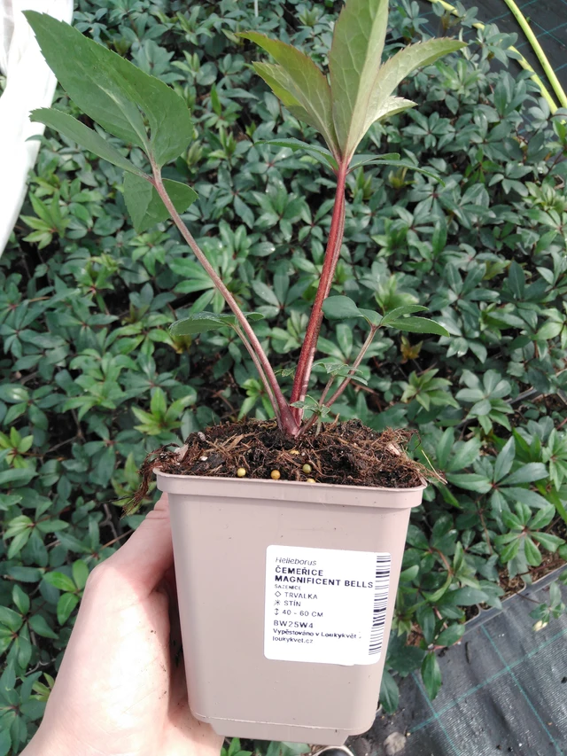 Jouluruusu Magnificent Bells - 2024