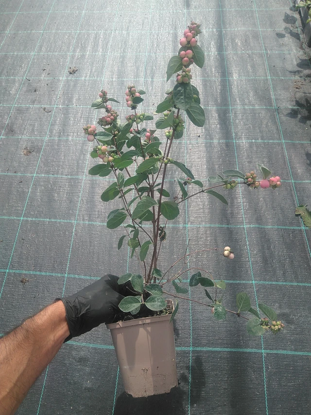 Lumimarja Magical Temptation - 10. 9. 2025