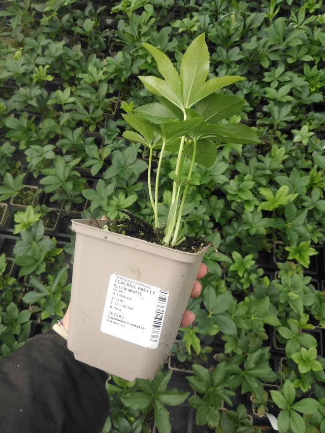 Jouluruusu Pretty Ellen White - 2024