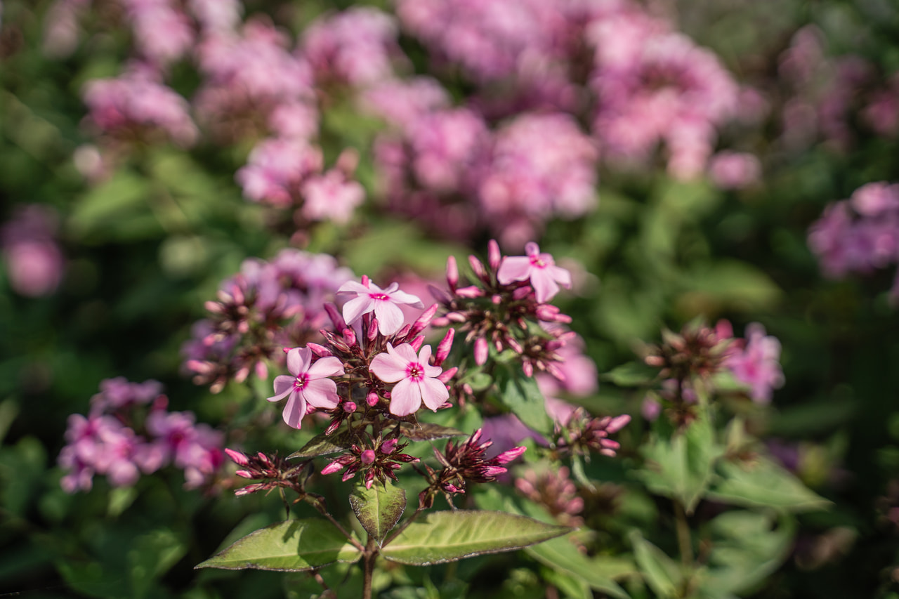 Leimu Sweet Summer Melody, Loukykvět