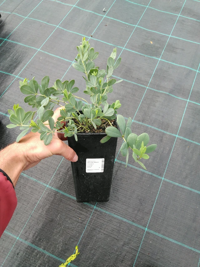 Baptisia Minor - 28. 7. 2025