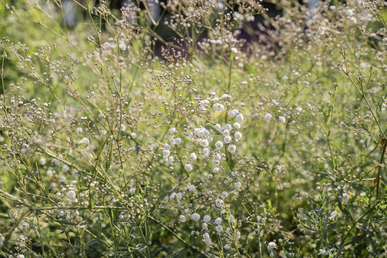 Morsiusharso Perfecta, Loukykvět