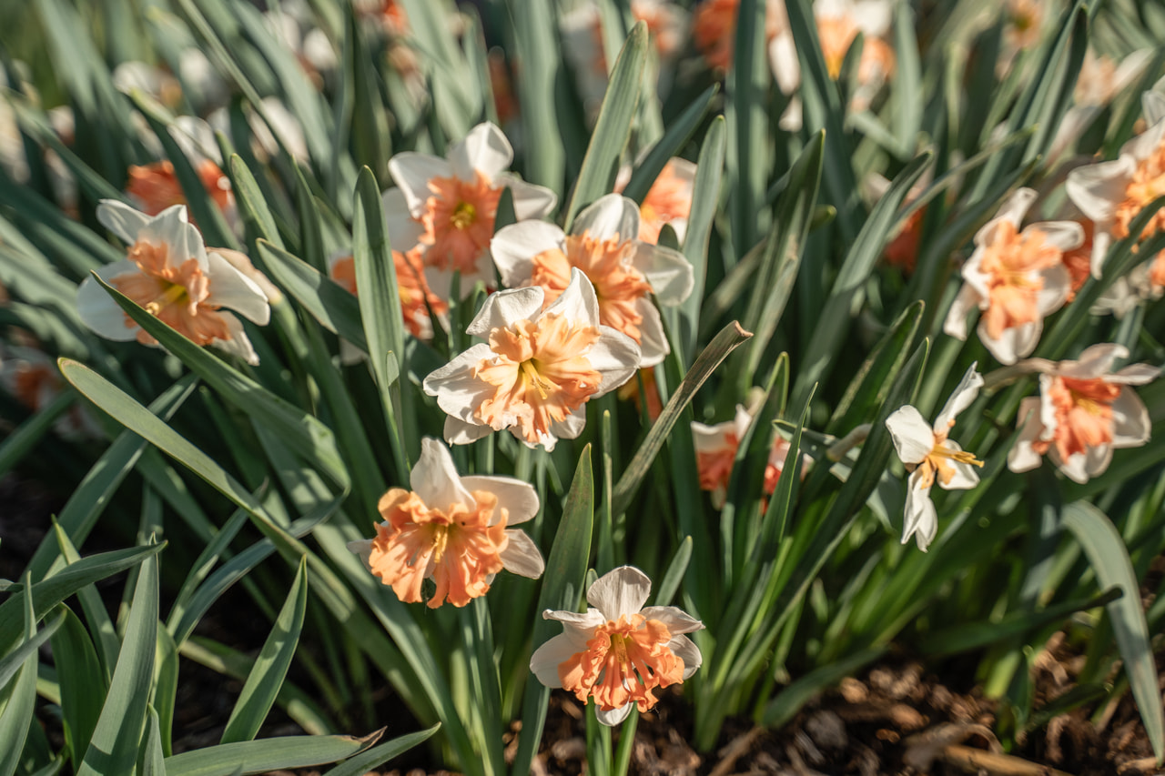 Narciso Shrike, Loukykvět