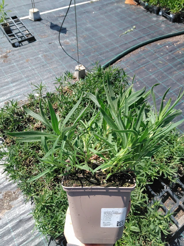 Morsiusharso Flamingo - 13. 5. 2025