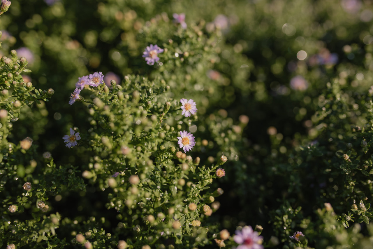 Asteri Blue Star, Loukykvět