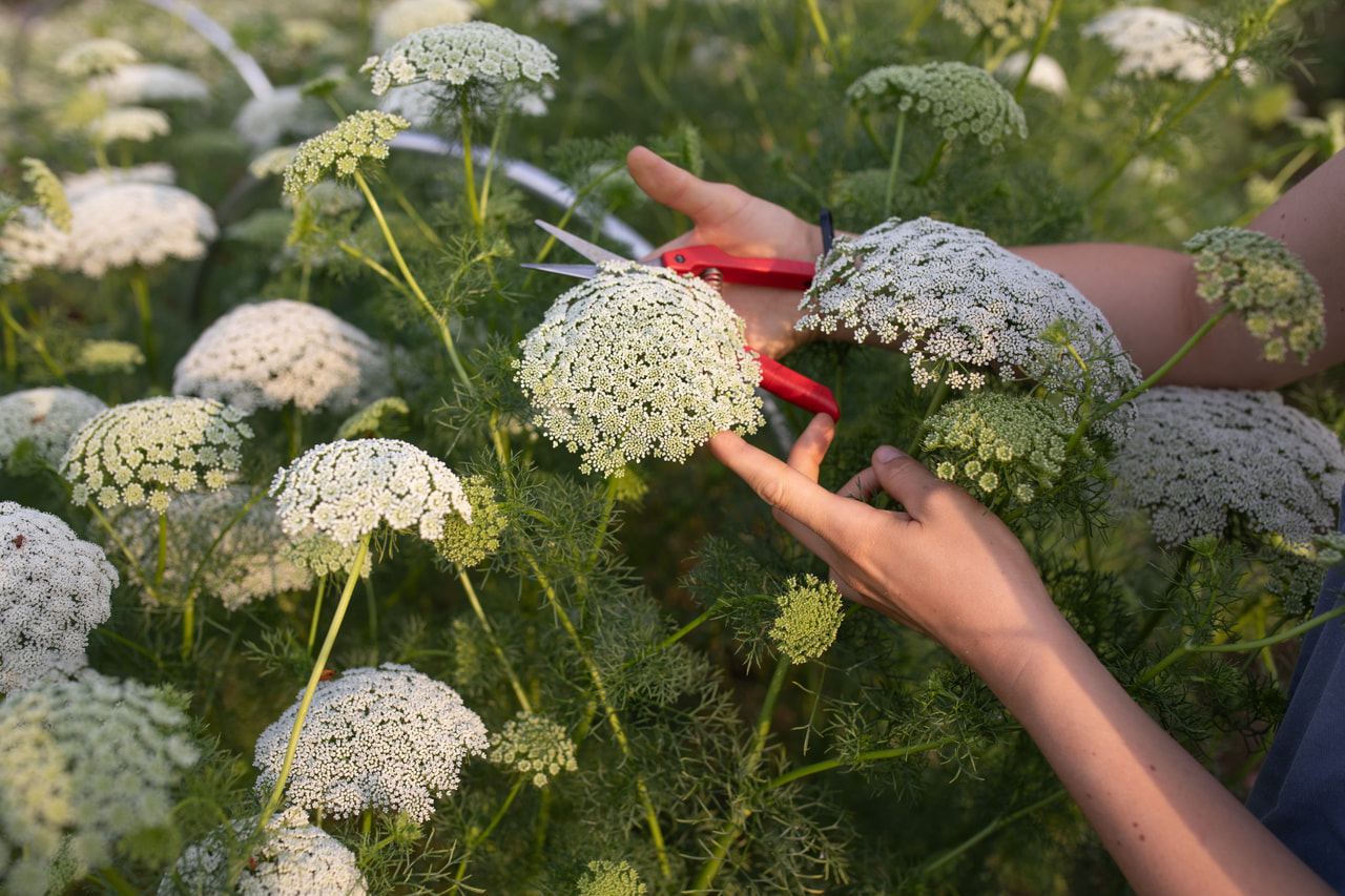 Ammi Casablanca, Loukykvět