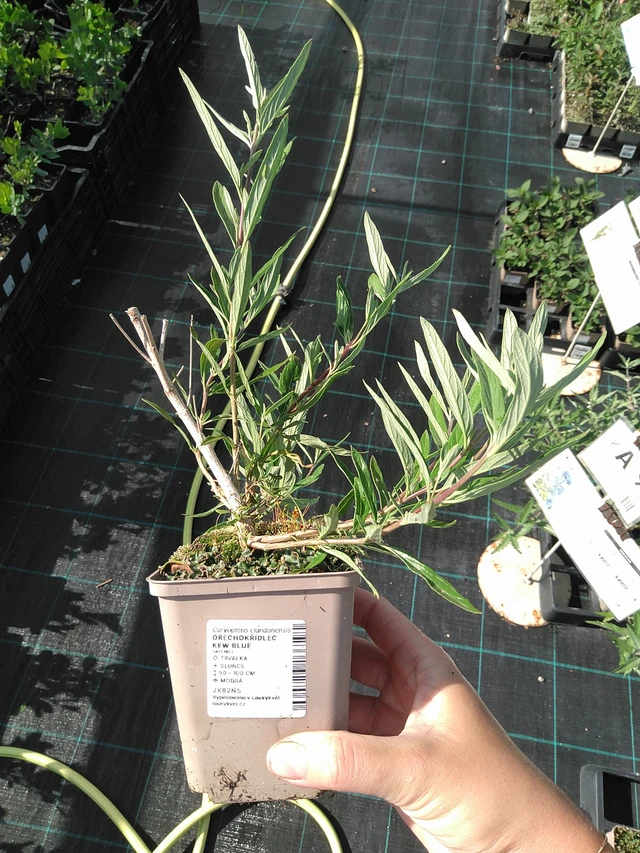 Caryopteris Kew Blue - 11. 7. 2025