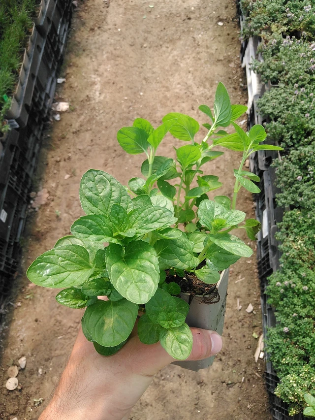 Minttu Eau de Cologne - 1. 7. 2025