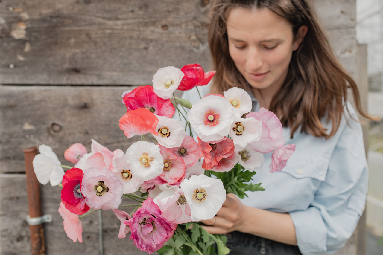 Klaproos Mother of Pearl, Loukykvět