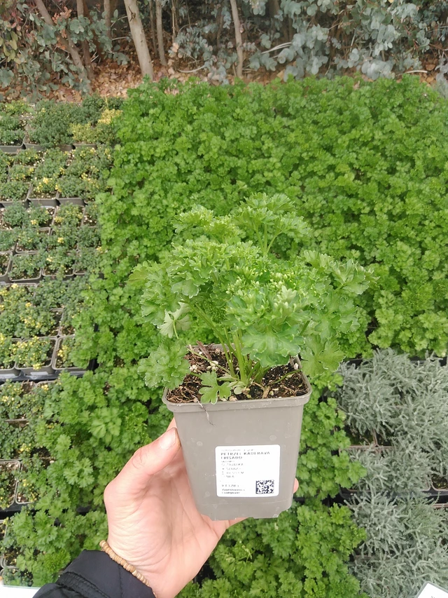 Curly parsley Frisado - 20. 4. 2026