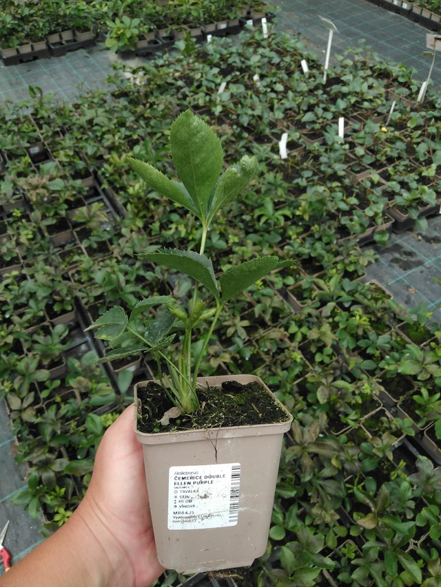 Jouluruusu Double Ellen Purple - 2024