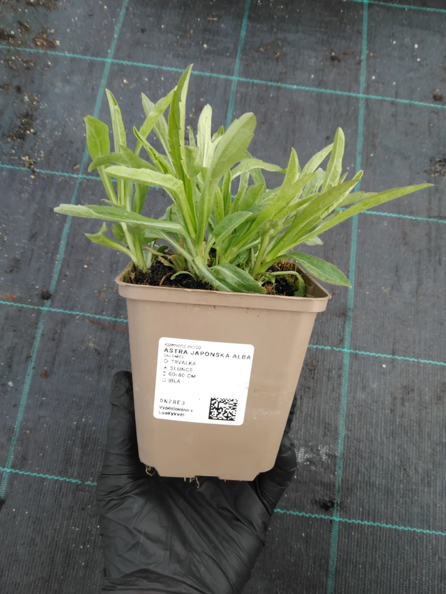 Tiukuasteri Alba - 1. 4. 2026