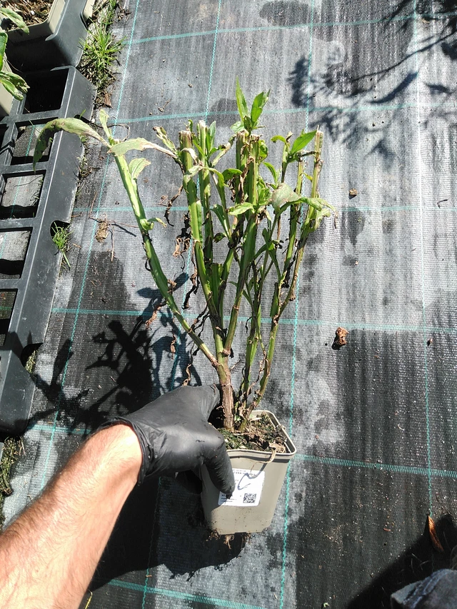 Hohdekukka Helena Gold - 19. 8. 2025