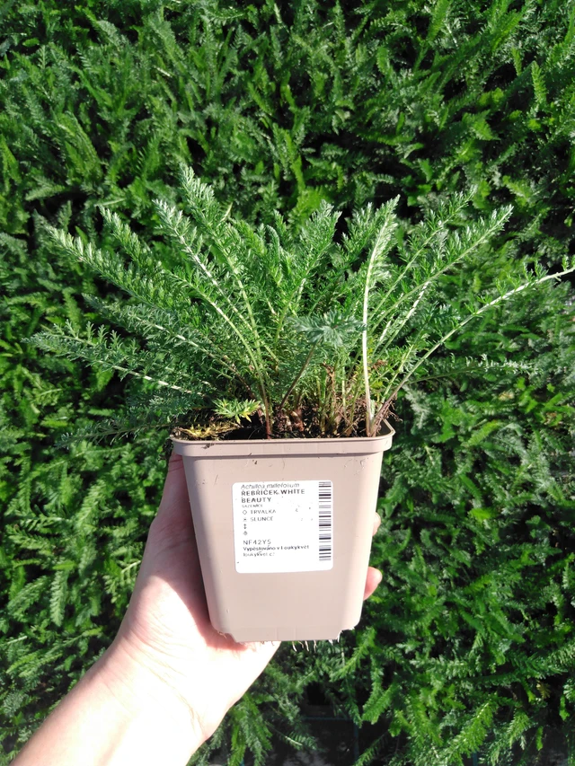 Siankärsämö White Beauty - 2024