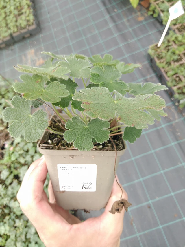 Kurjenpolvi Philippe Vapelle - 21. 7. 2025