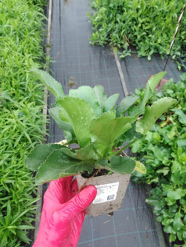 Eringio Glitter White - 29. 7. 2025