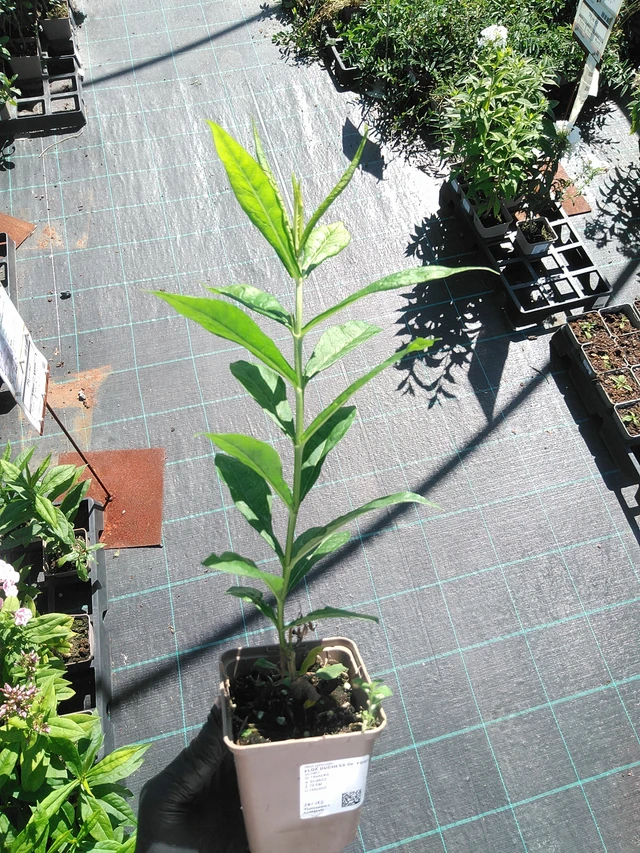 Kiiltoleimu Duchess of York - 19. 8. 2025