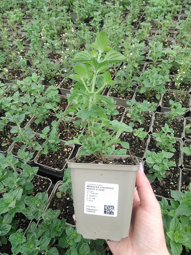 Käenminttu White Cloud  - 9. 6. 2025