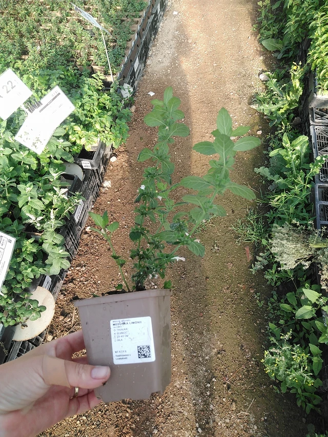 Lemon balm Limonii - 19. 8. 2025