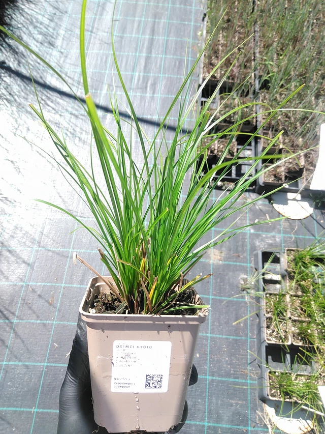 Sedge Kyoto - 19. 8. 2025