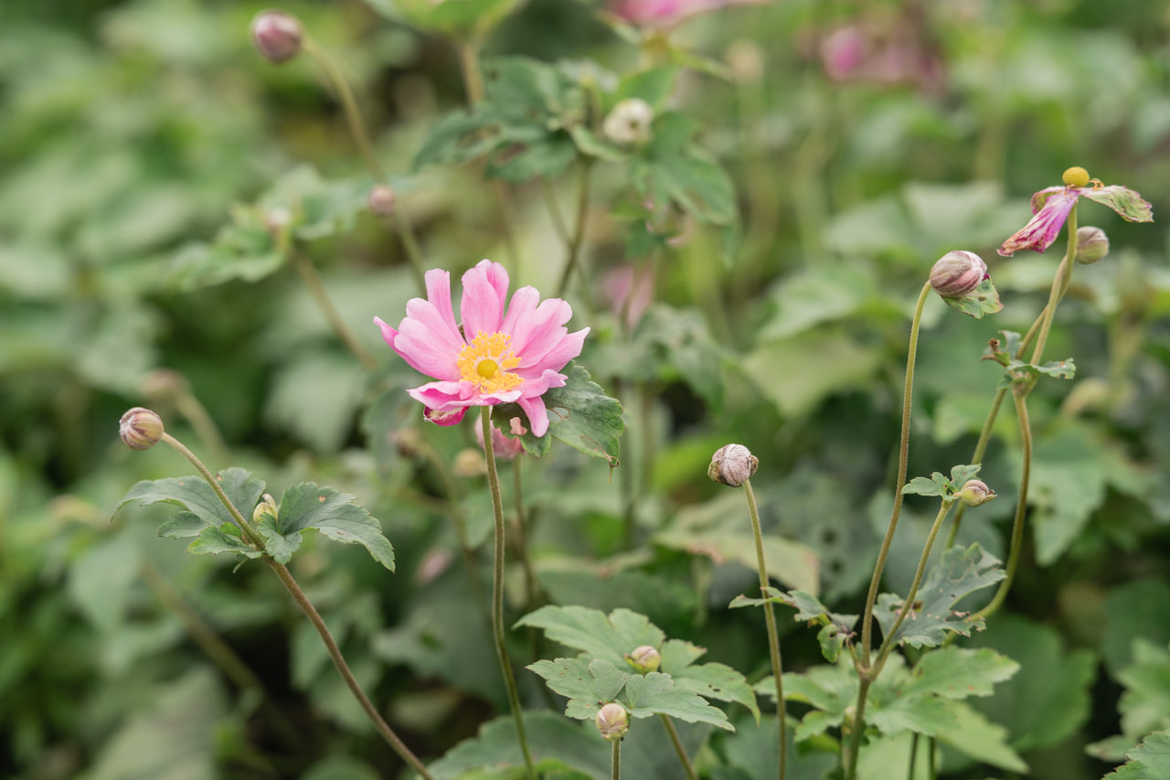 Syysvuokko Prinz Heinrich, Loukykvět