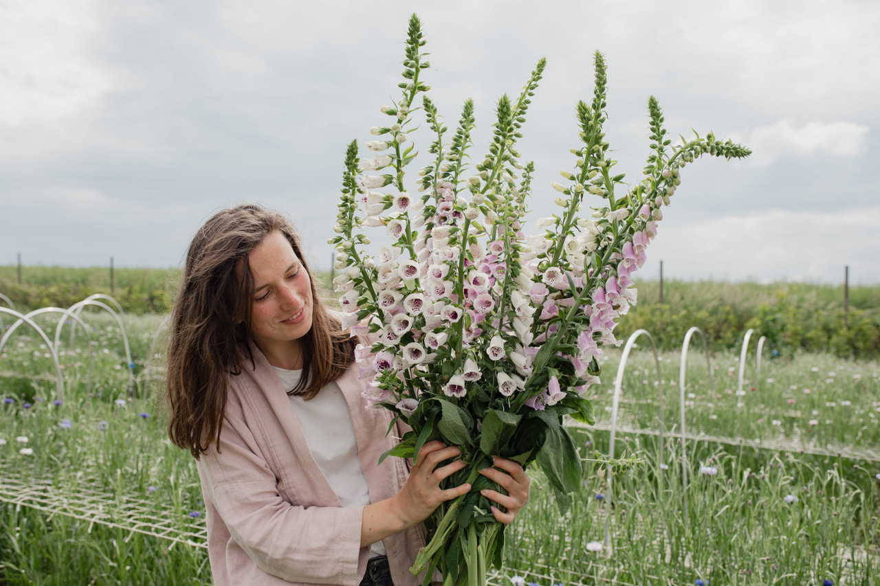 Sormustinkukka Pam’s Choice, Loukykvět