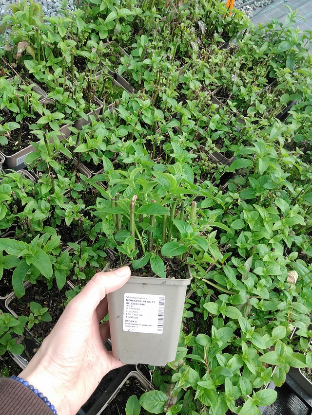 Väriminttu Beauty of Cobham - 9. 6. 2025