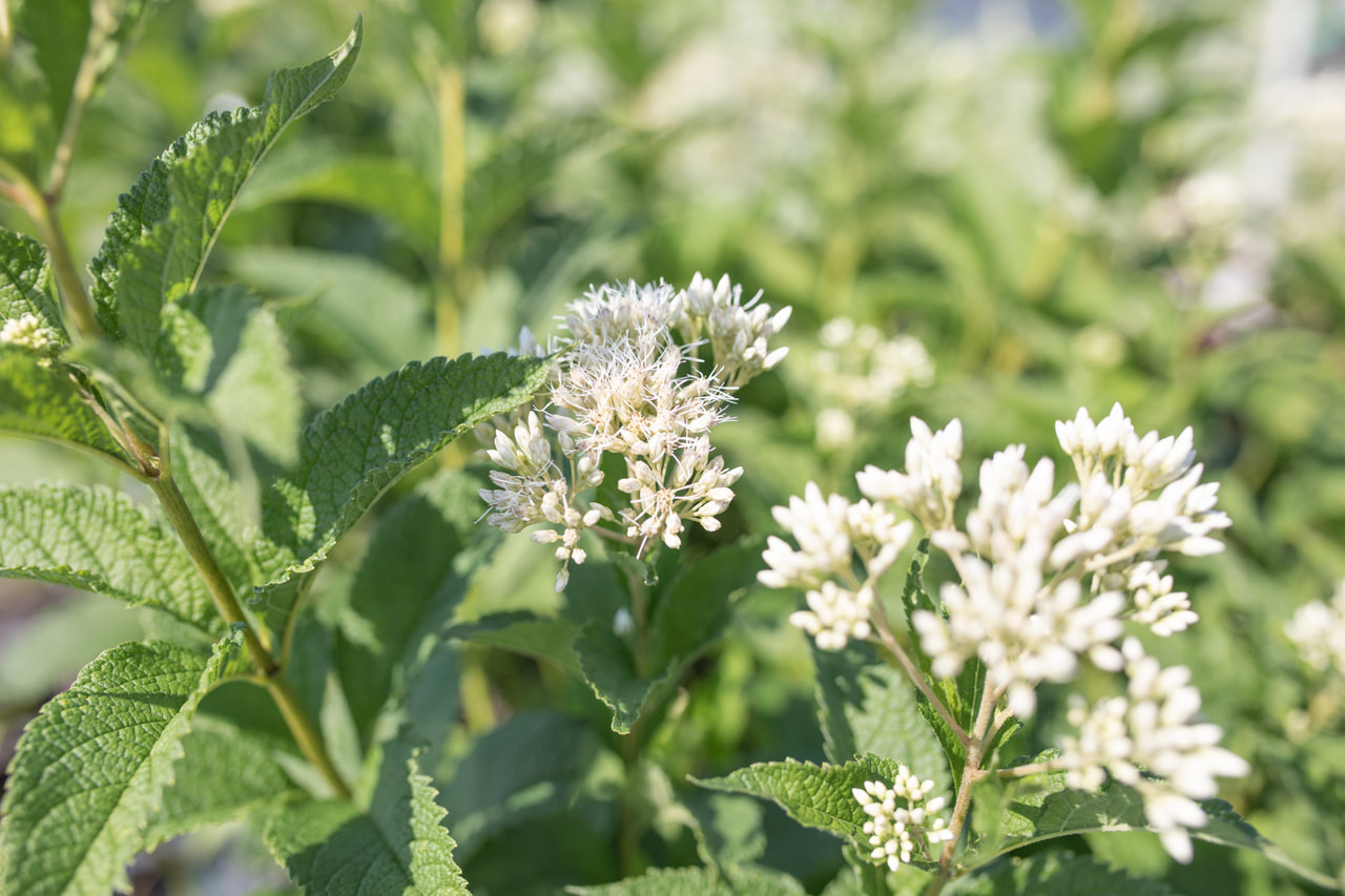Punalatva Snowball, Loukykvět