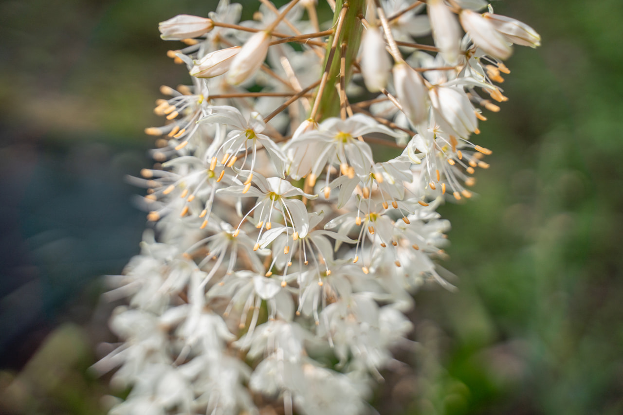 Himalajanmarskinlilja, Loukykvět