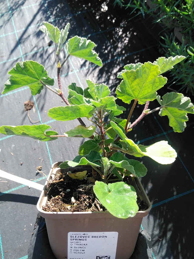 Lavatera Bredon Springs - 19. 8. 2025