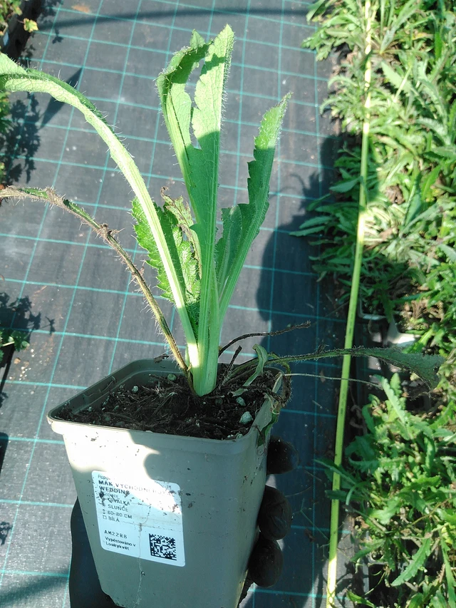 Idänunikko Royal Wedding - 19. 8. 2025