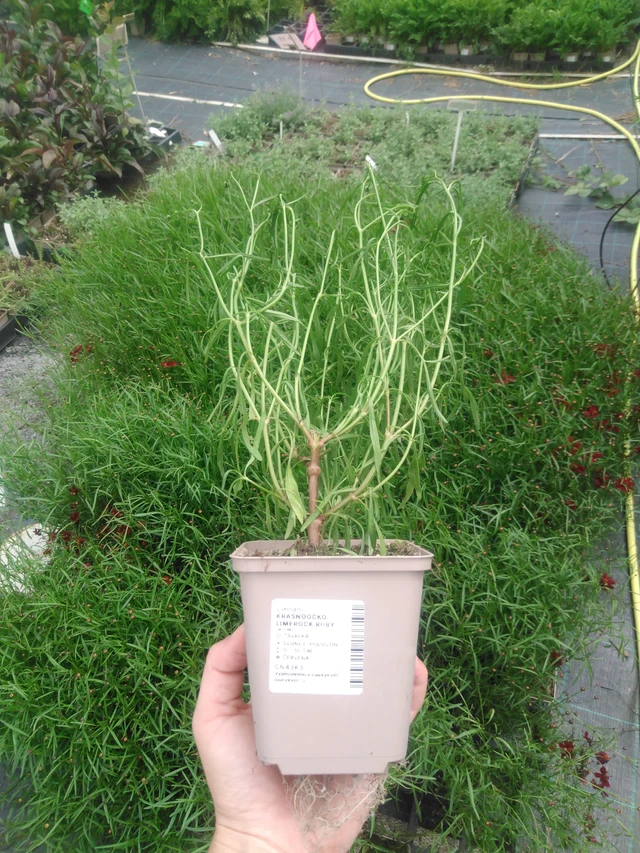 Coreopsis Limerock Ruby - 2024