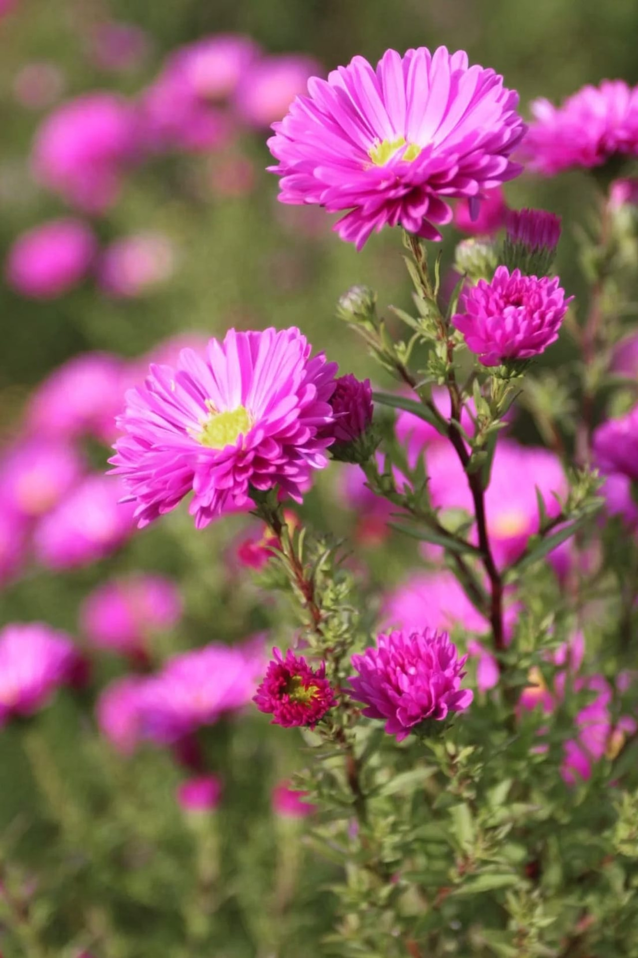 Syysasteri Elta, Loukykvět