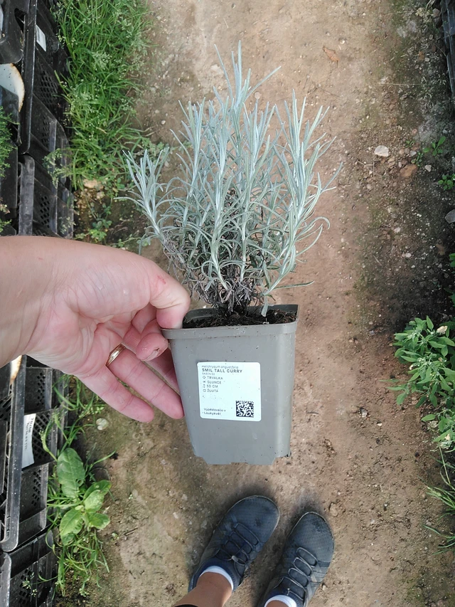 Smil Tall Curry - 19. 8. 2025