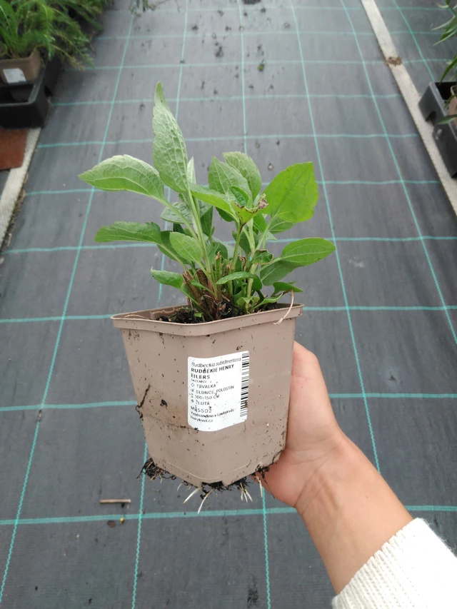 Päivänhattu Henry Eilers - 11. 9. 2025