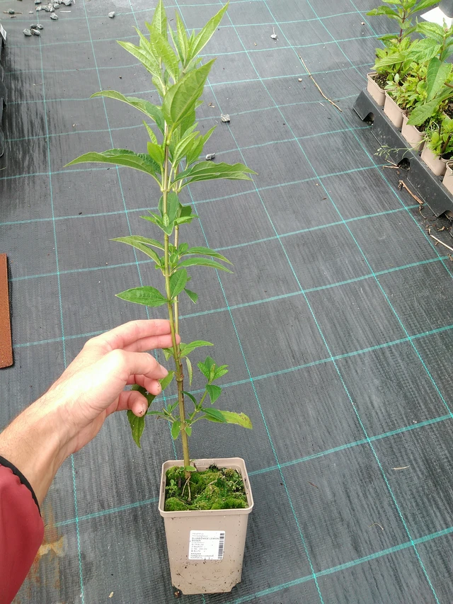 Auringonkukka Lemon Queen - 28. 7. 2025