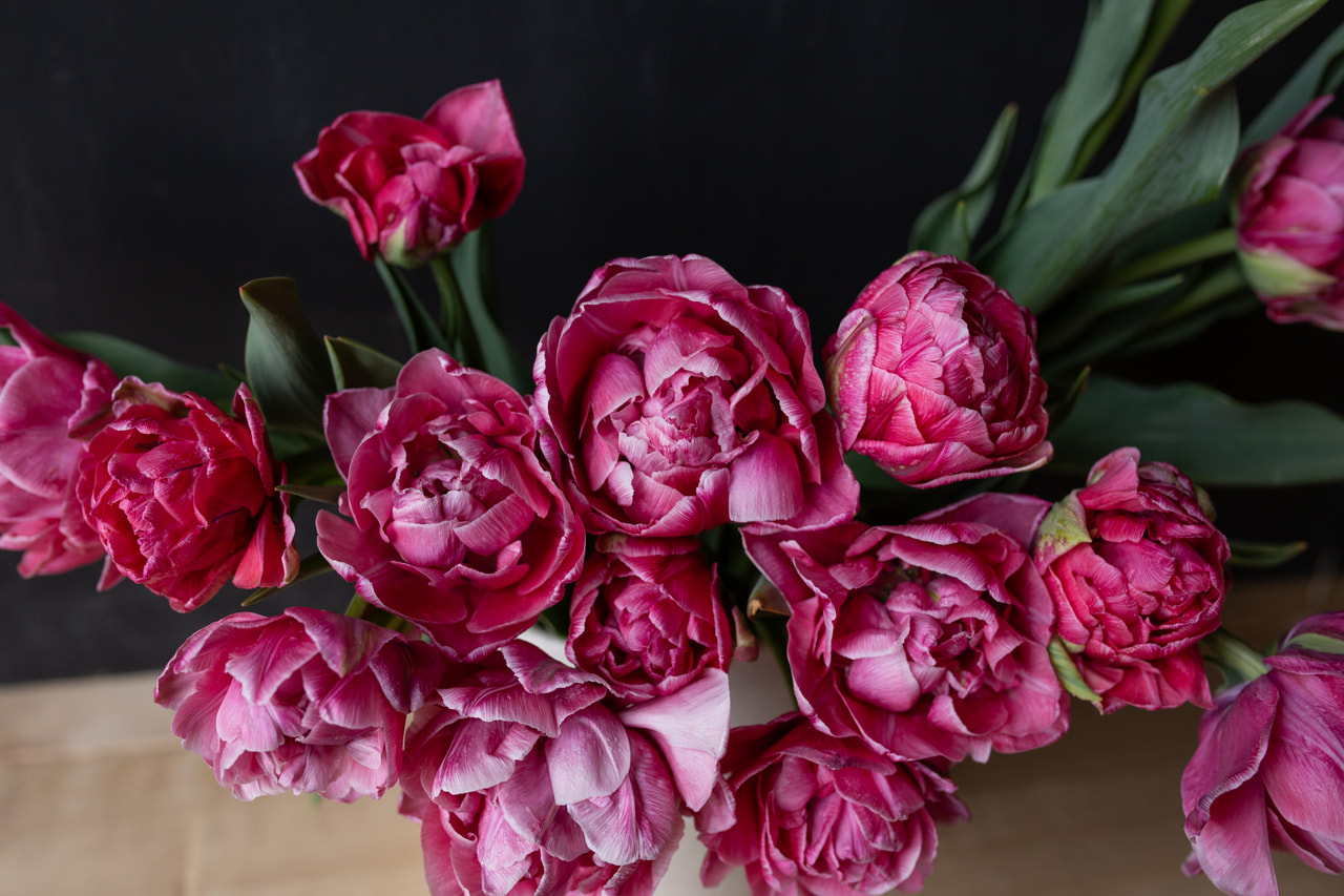 Tulppaani Aveyron, Loukykvět